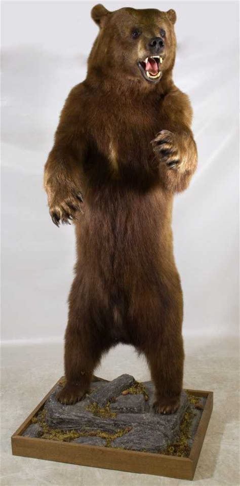 Full Body Mount Standing Brown Bear Taxidermy