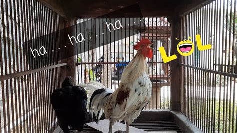 Ayam Ketawa Laughing Chicken Youtube