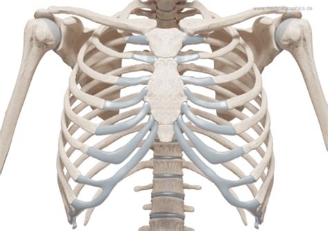 Skeleton Thorax Anterior View Anatomy Art Skeleton Dr Vrogue Co