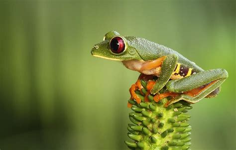 45 Cute Frog Desktop Wallpaper