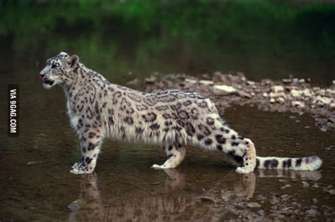 Beautiful Snow Leopard 9gag