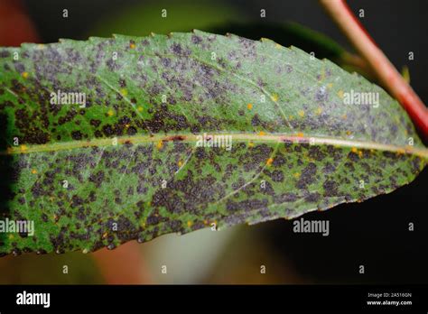 Marssonina Black Leaf Spot On Purple Willow Leaf Salix Viminalis Stock