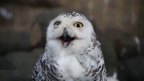 超かわいい！シロフクロウの顔の表情が変わりまくる！上野動物園 癒し動画 Youtube
