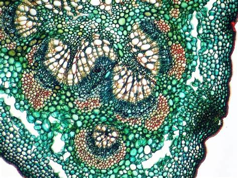 Microscopic Photography Bio Art Microscopic Cells