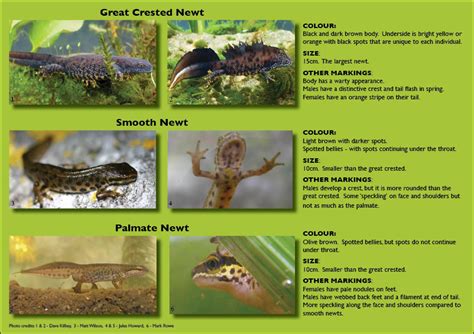 How Many Different Types Of Newts Are There Amphipedia