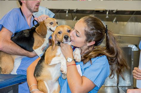 For pet's sake is your local veterinarian in decatur serving all of your needs. Essential skills and abilities | Cornell University ...