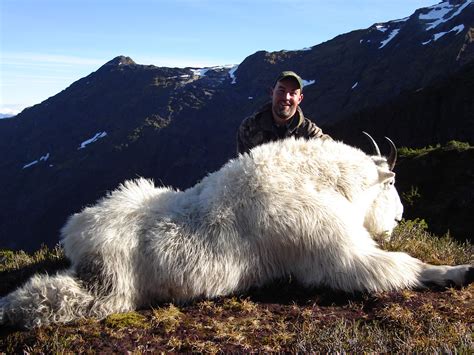 Alaska Mountain Goat Hunt 10493