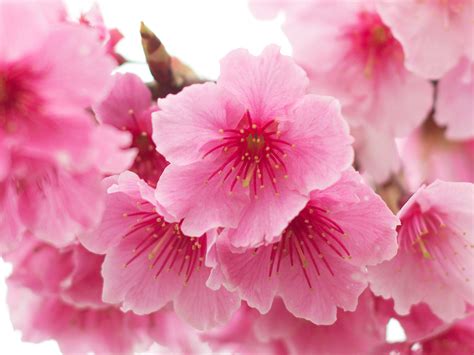 Pink Star Flowering Cherry Tree Best Flower Site