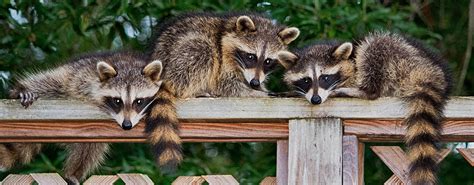 Western queensland graziers say exclusion fences are proving a winner in the battle against wild dogs and other pests ( lydia burton and chrissy arthur ). Raccoon Exclusion & Removal Services In San Francisco Bay Area