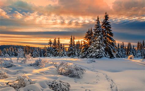 Winter Forest Snowdrifts Sunset Beautiful Nature Snow Covered Fir