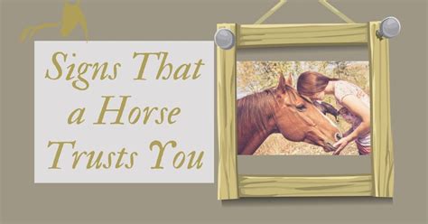 Signs That A Horse Trusts You The Horses Guide