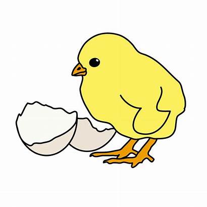 Chick Clipart Clip Egg Chicken Clipartix Related
