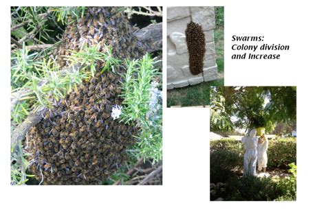Need A Swarm Removed Central Coast Beekeepers Alliance