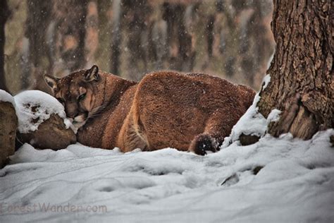 Mountain Cougar Snow Falling Wildlife Free Nature Pictures By