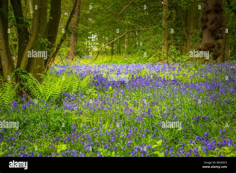 Bluebells Growing In Open Woodland Stock Photo Alamy