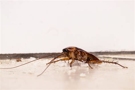 What Do Cockroaches Eat Understanding A Cockroachs Diet