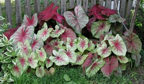 Sehingga membuat tanaman ini mudah untuk dirawat, karena perhatian perawatannya cenderung hanya tertuju kepada. 8 Macam Tanaman Hias Beserta Contoh dan Penjelasannya ...