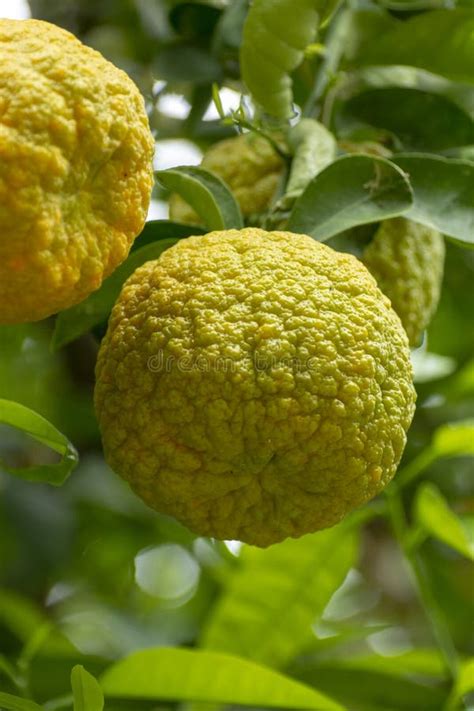 Citrus Fruits Of Sour Orange Bergamot Riping On Thee Stock Photo