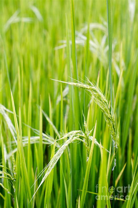 Close Up Of Rice Plant Photograph By Tuimages Fine Art America