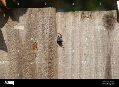 Spider Crawling Up The Side Of A Wall Stock Photo Alamy