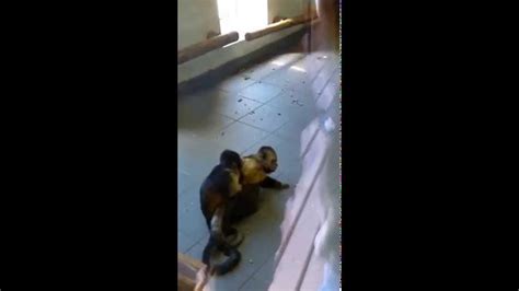 Monkeys Having Sex In Gaia Zoo Youtube