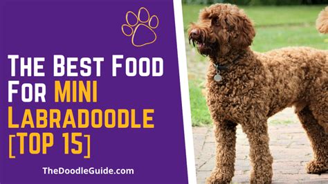 Each day, simply feed a little less of the previous food and a little more pro plan until you're feeding pro plan exclusively. Best Food For Mini Labradoodle Top 15 - The Doodle Guide