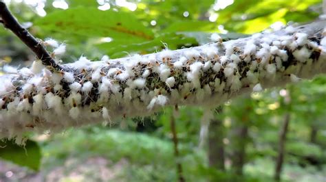 Capital Naturalist Woolly Beech Blight Aphids Dancing Youtube