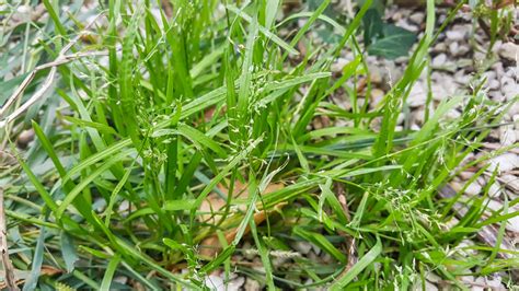 How To Get Rid Of Poa Annua Grass Storables
