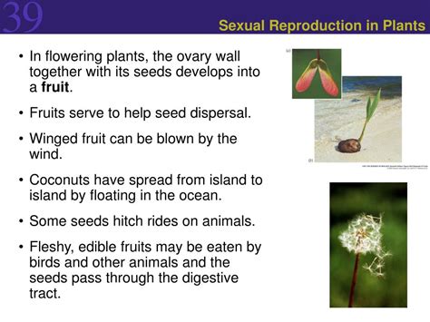 ppt reproduction in flowering plants powerpoint presentation free download id 6900506
