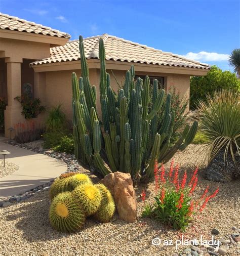 Types Of Cactus Plants In Arizona Gardenpicdesign