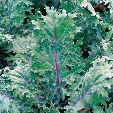 Red Russian Kale Victory Gardeners