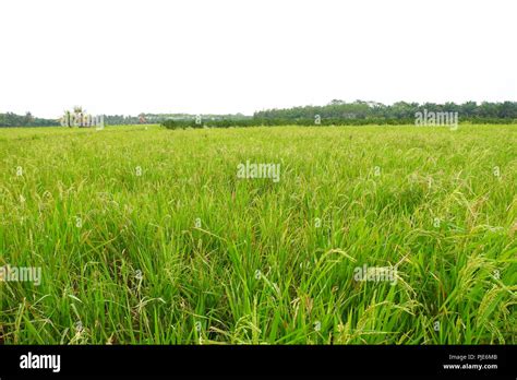 Rice Plant Stock Photo Alamy