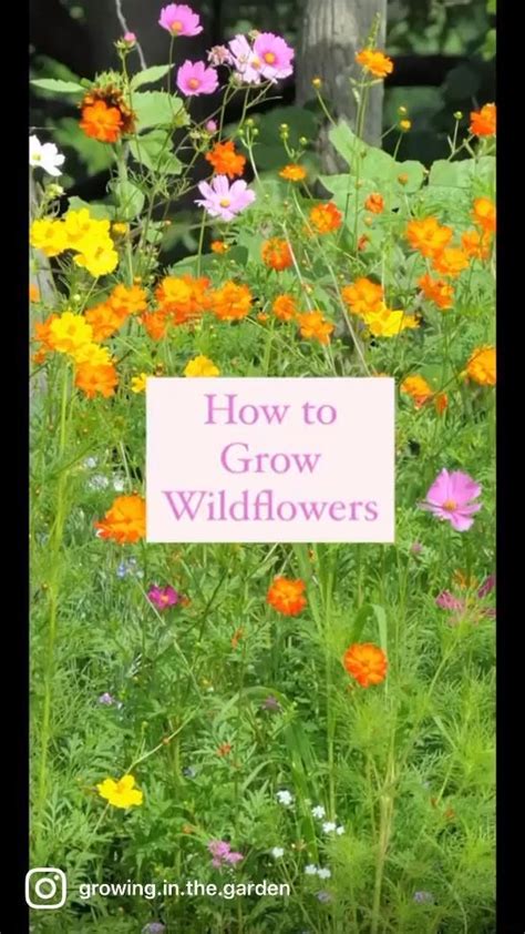 How To Grow Wildflowers Growing In The Garden Video Video