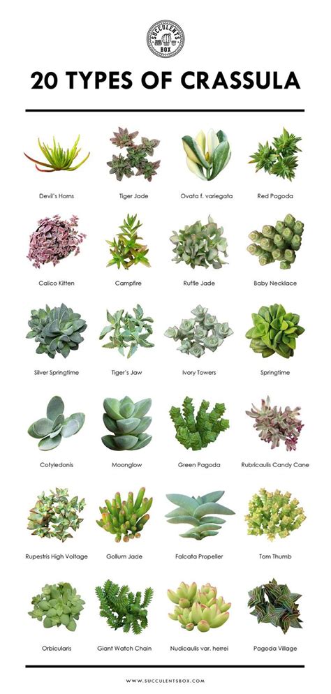 Free Printable 11 Succulent Collections Types Of Succulents Plants