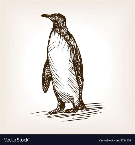Penguin Sketch Royalty Free Vector Image Vectorstock