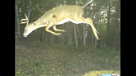 Craziest Trail Cam Pictures Ever Captured Youtube