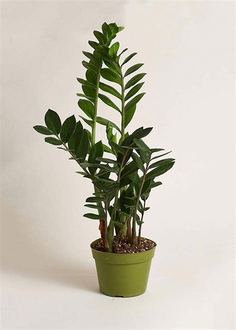House Plants Live Zz Plants Are A Great Way To Add Natural Tropical