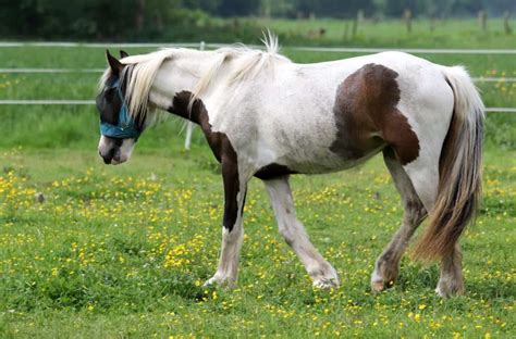 Top 11 Weird And Unique Horse Breeds In The World