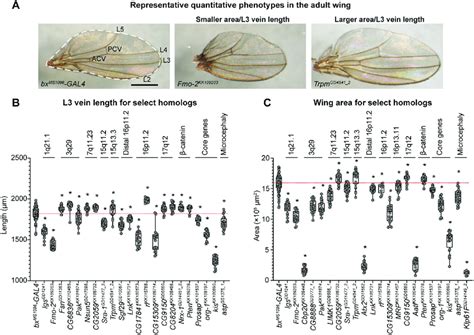 Quantitative Adult Wing Phenotypes Of Drosophila Homologs Of Cnv And