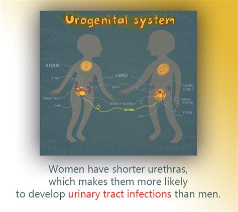 Urinary Tract Infections Center For Urologic Care Of Berks County