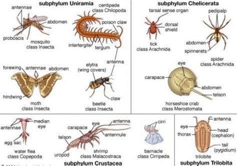 Arthropoda Pengertian Ciri Dan Klasifikasi Beserta Reproduksinya
