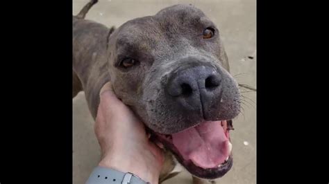 Captain - Irving Animal Shelter, Irving, Texas. - YouTube