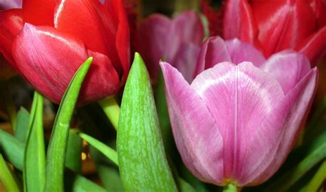 Origen De Los Tulipanes Historia Significado Y Usos