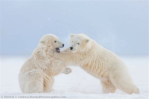 Alaska Polar Bear Cubs Playfight