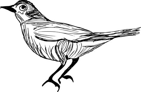 8 Bird Drawing (PNG Transparent) | OnlyGFX.com