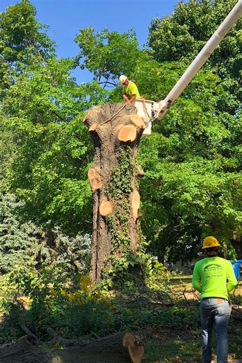 Maybe you would like to learn more about one of these? Large Tree Removal - Hansen's Tree Service