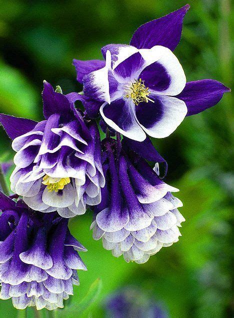 Gorgeous Unusual Flowers Amazing Flowers Purple Flowers Beautiful