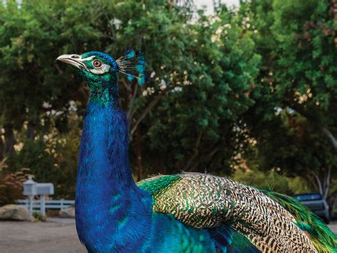 Whos Been Killing The Feral Peacocks Of Palos Verdes Los Angeles