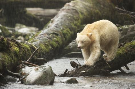 Great Bear Rainforest The Conservation Alliance