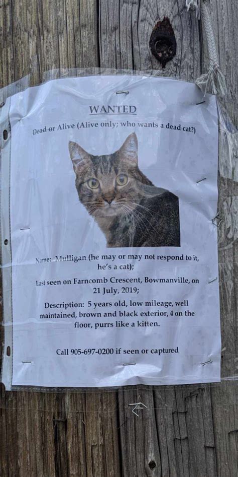 Best Missing Cat Poster Ever Missing Cat Poster Cat Posters Cat
